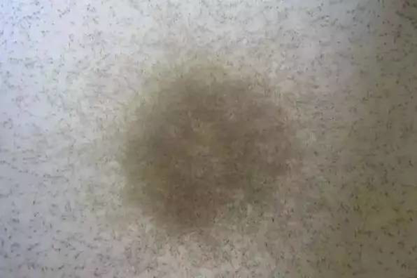 苗不成功、成活率低、長不大的原因很可能是這個(gè)