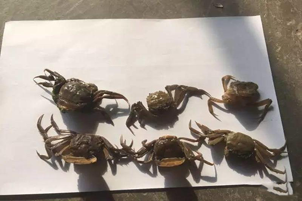 河蟹即將蛻二殼，你需要注意這些問題