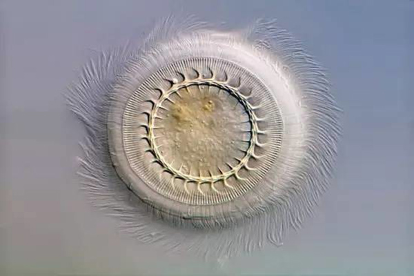 草魚(yú)寸片“白嘴白尾”、死亡嚴(yán)重？謹(jǐn)防車輪蟲(chóng)病